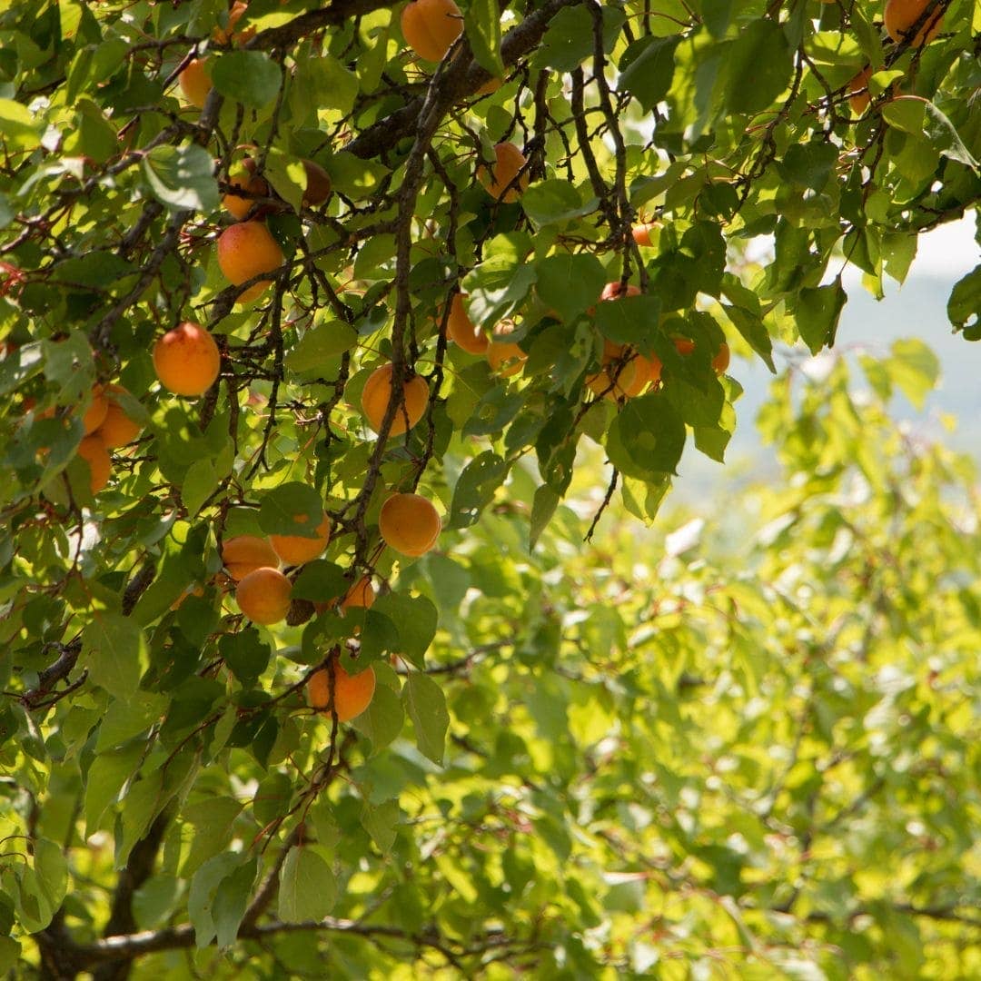 Apricot Oil, 100% Organic